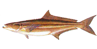 cobia