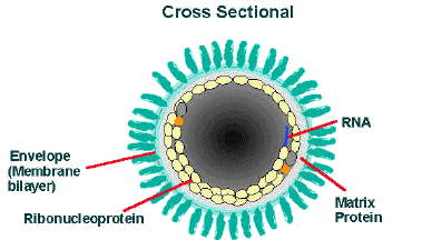 a cross-sectional diagram of the rabies virion