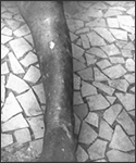 This June, 1968 photograph depicted the left leg of a 4 year old child living in the city of Kindia, Guinea who was displaying a maculopapular rash that was diagnosed as varicella, otherwise known as “chickenpox”.