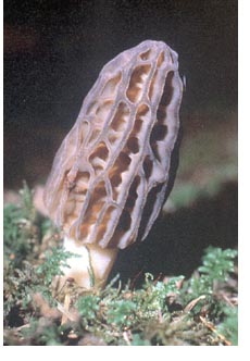 Morel Mushroom