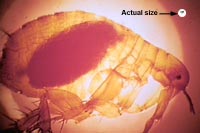 Picture of male oriental rat flea engorged with blood