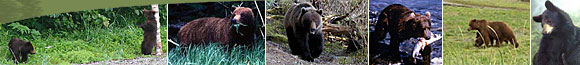 bears in the Tongass