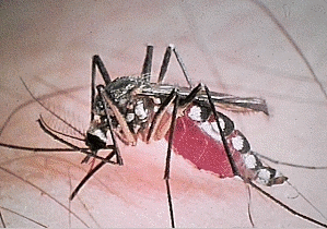 The treehole mosquito (Aedes triseriatus)
