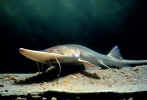 pallid sturgeon