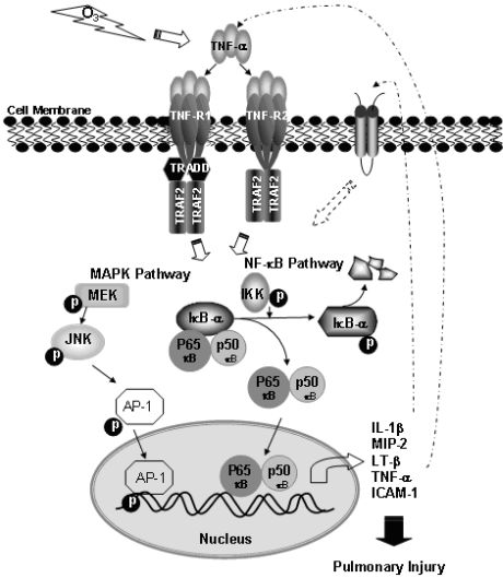 A hypothetical molecular mechanism underlying inhaled O<sub>3</sub>-induced pulmonary inflammation and augmentation of lung disease symptoms.  O<sub>3</sub> may cause ligand binding to tumor necrosis factor receptor (TNF-R) on pulmonary cells to elicit trimerization of TNF-R and receptor complex formation by recruitment of accessory proteins including TNF-R1-associated death domain protein (TRADD) and TNF-R associated factor (TRAF2).  This event will trigger phosphorylation of downstream signal transducers including mitogen activated protein kinase (MAPK) kinase (MEK) and inhibitor of κB (IκB) kinase (IKK), which in turn would induce phosphorylation of MKK including c-Jun-NH2 terminal kinase (JNK) and phosphorylational degradation of IκB, respectively.  AP-1 proteins activated by phosphorylated MAPK and NF-κB subunits (e.g., p50, p65) liberated from IκB-NF-κB complex would be subsequently translocalized into nuclei for DNA binding to modulate inflammatory effector gene expression.  These signaling pathways and possibly feedback regulation by TNF-α  (dotted arrow) and/or by other cytokines and receptors (dashed arrows) may be essential to propagate airway inflammation and injury caused by O<sub>3</sub>, and exacerbate symptoms in subjects with pre-existing respiratory disease (e.g. asthma). (From Cho et al., Am J Respir Crit Care Med, 2007).
