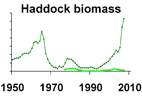 Haddock biomass **click to enlarge**