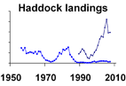 Haddock landings **click to enlarge**