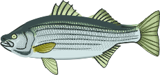 fish  graphic