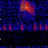 Atlantic minke spectrogram