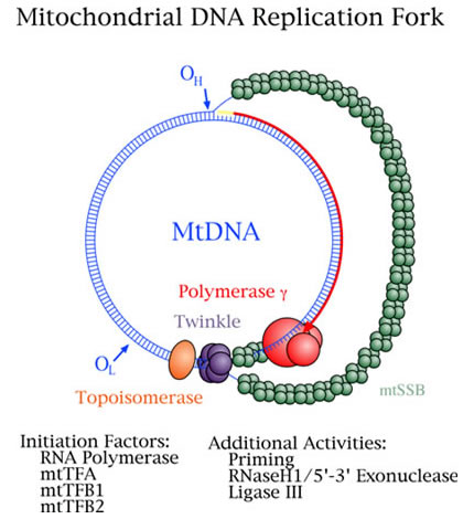 This schematic diagram of the Mitochondrial DNA Replication Group intermediate shows the critical proteins required for DNA replication
