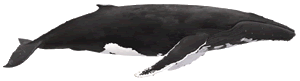 humpback whale - Pieter Folkens