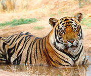 Adult Tiger