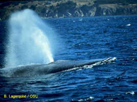 blue whale blow