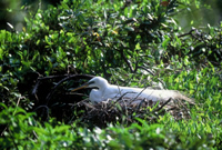 Nesting egret photo