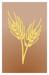 Illustration of wheat
