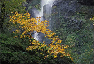 A picture of beautiful waterfall amongst green mossy cliffs and a bright yellow tree.