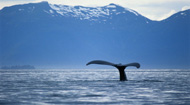 whale swimming in estuary