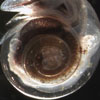 Ocean acidification effect on a shell