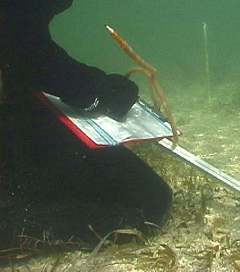 diver conducting research on seagrass habitat