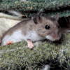 Mouse peeks out of chair upholstery stuffing.