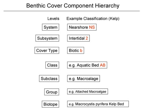 Benthic Cover Component Hierarchy