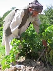 The purpose of USAID’s agricultural sector development program is to improve food security, increase cropping productivity and rural employment, and improve family incomes and well being. Improved job opportunities and incomes are also aimed at reducing pressures on the poor to grow illicit crops. Here, a farmer tends his grape vines. USAID Photo