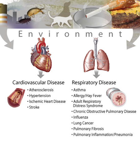 image for respiratory and cardiovascular diseases