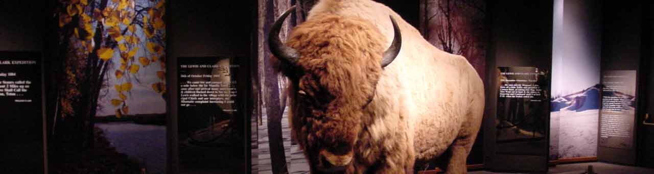 Bison in the Museum of Westward Expansion