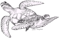 Drawing courtesy http://www.seaturtle.org