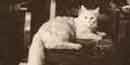 Photo of Angora cat