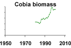 Cobia biomass **click to enlarge**