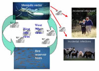 West Nile lifecycle