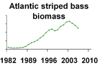 Atlantic striped bass biomass **click to enlarge**