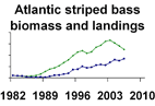 Atlantic striped bass biomass and landings **click to enlarge**
