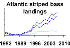 Atlantic striped bass landings **click to enlarge**