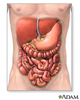 Illustration of the digestive system organs