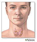Illustration of the thyroid showing the parathyroid glands
