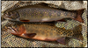 Brook Trout and Westlope Cutthroat Trout