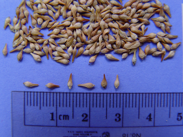 Sulfur buckwheat seed