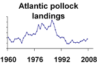 Atlantic pollock landings **click to enlarge**