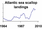 Atlantic sea scallop landings **click to enlarge**