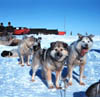 dog sled