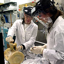 Marine forensic experts sample for DNA analysis from a whale vertebra