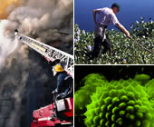 3 pictures, pollen grain, cotton field worker, fireman on ladder truck