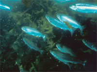 Juvenile sockeye salmon in kelp forest