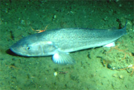 Adult sablefish as seen from submersible Delta