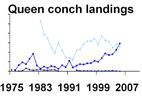 Queen conch landings **click to enlarge**