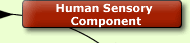 Human Sensory Component