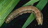 fall armyworm image