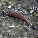 Male coho salmon